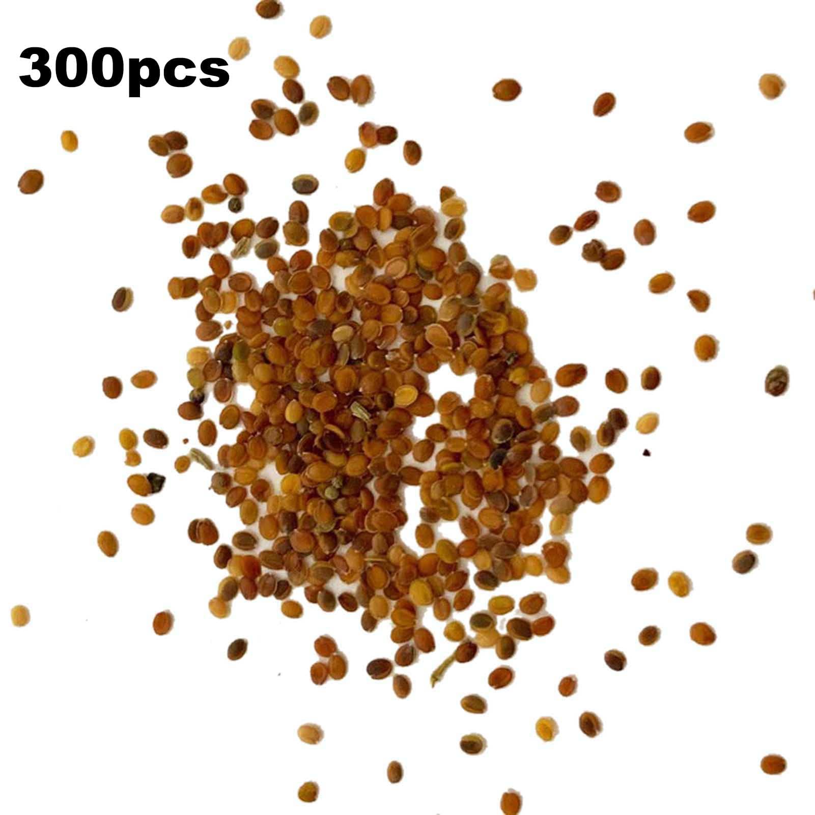 Benoon Semi di orzo di coda di volpe, 100 Pz/borsa Semi di orzo di coda di volpe Semi di Hordeum Jubatum per irrigazione media perenne multicolore per esterno Seed