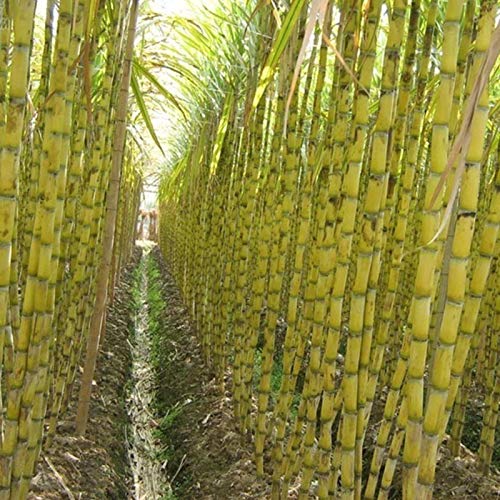 50 stks suikerriet zaden heerlijke sappige fruitplant Home Farm Decor Tuin voor Ideaal Outdoor Tuinieren Gift, Grow Your… - Image 6