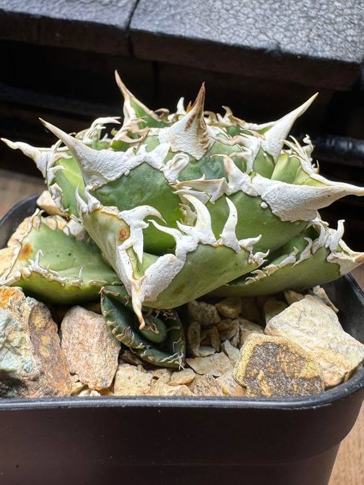 アガベ　ホオジロザメ　大白鯊 Amazon.co.jp: アガベ ホオジロザメ 大白鯊 チタノタ OC株