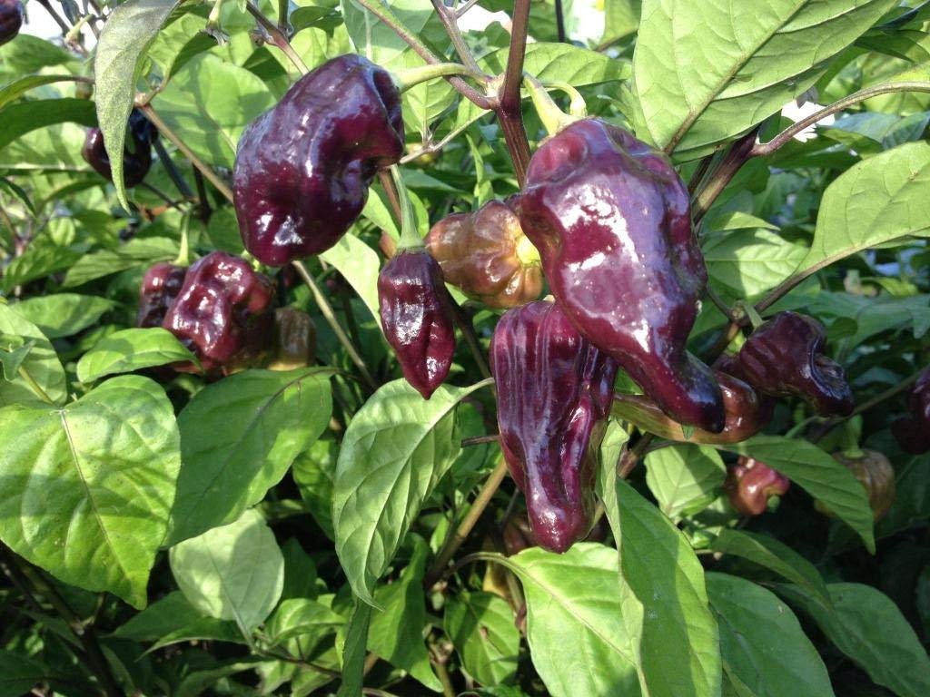 Golden Hills Farm Purple Bhut Jolokia Chilli Pepper 100 seeds (B07P1J3GBH) Amazon Price History, Amazon Price Tracker