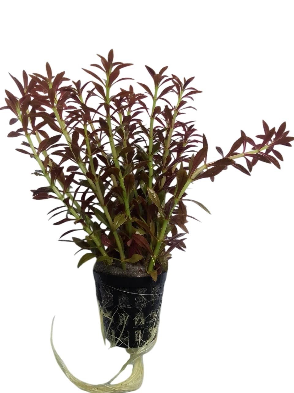 limnophila hippuridoides live aquarium plant | purple-red aquatic stem plant for freshwater fish tanks & aquascaping