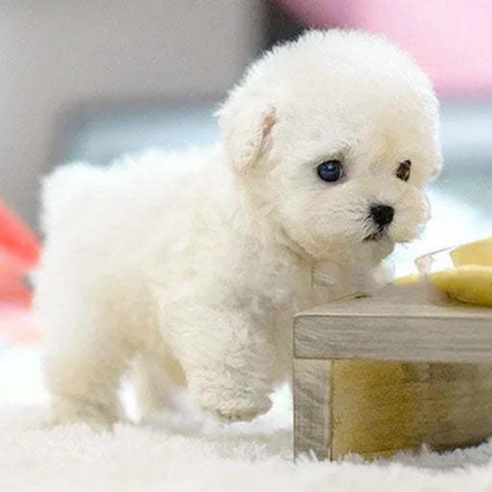 Générique Nouveau Chien Robot 2025 pour, Mon Chiot Robot réaliste Qui agit comme Un Vrai Chiot - Marche, aboie, remue la Queue,Un Chien Jouet Qui Marche et aboie