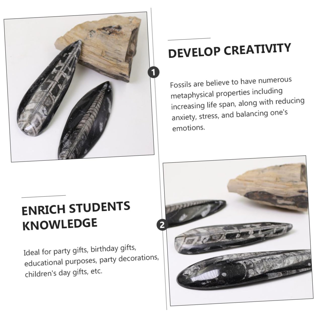 Uonlytech Fósil Orthoceras Grande para Paleontología, Muestra Natural de Paleo-océano, Modelo Educativo Decorativo para Escritorio, Pieza Única de Colección Científica, Fósil