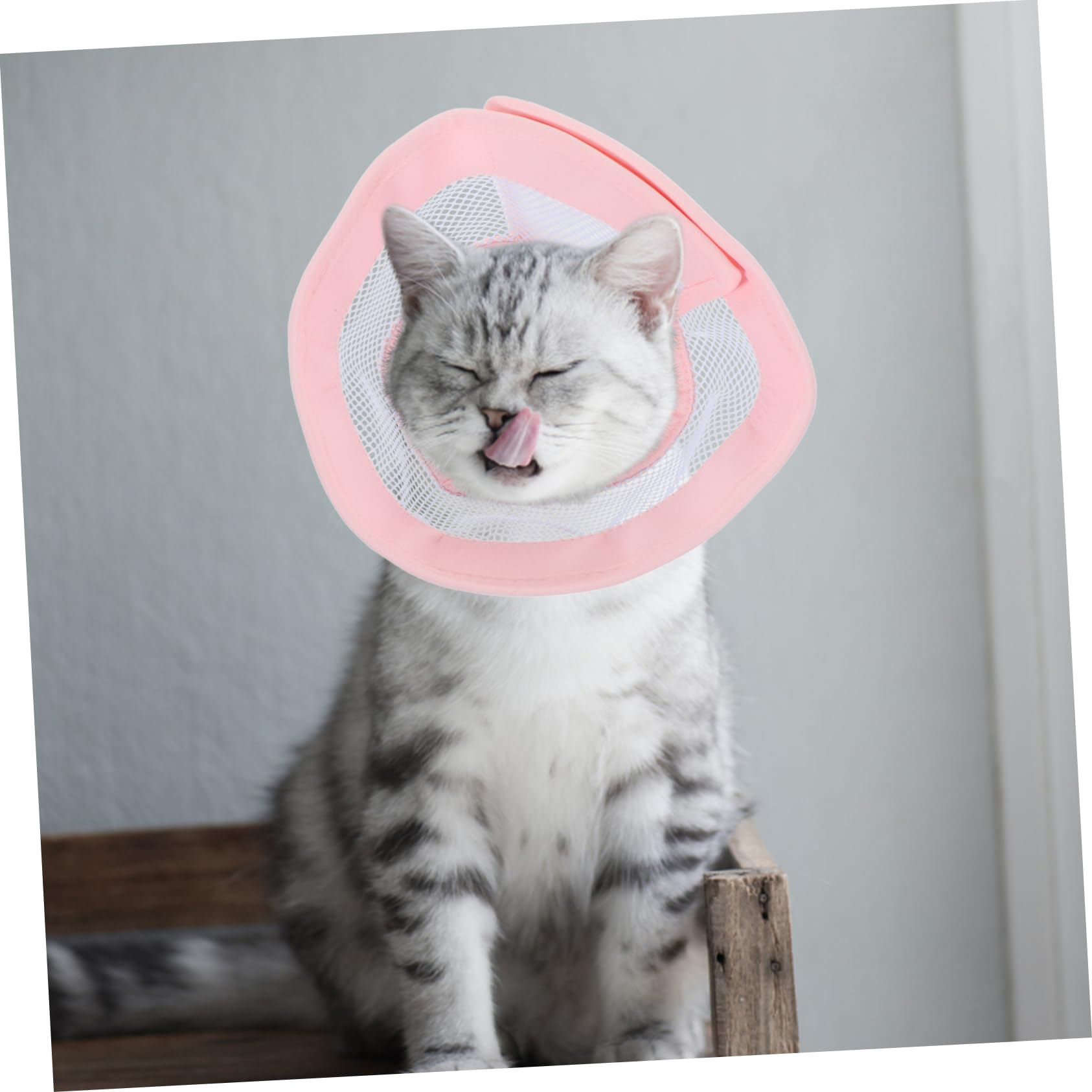 Kisangel 4piezas Collar Cono para Gato y Collar De para Evitar Lamer y Rasguñar Suministros para Mascotas