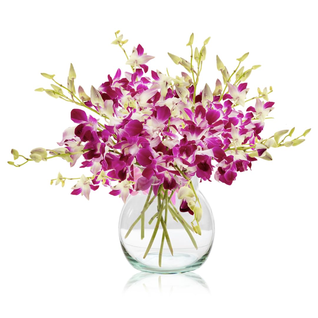 Sendabunch Fresh Singapore Dendrobium Orchids Bouquet - 20 Beautiful Stems for a Touch of Eastern Charm - 14-Day Freshness Guarantee Includes with Free Box of Belgian Chocolates