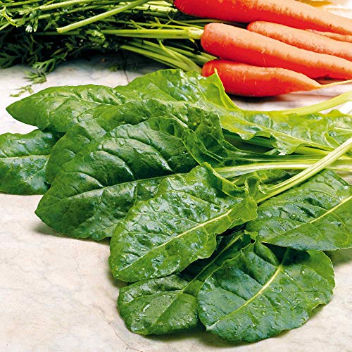 Suttons Spinach Seeds - Perpetual Spinach Vegetable Seed Approx. 250 Seeds per Pack Grow Your own Spinach Plants from Seed Ideal for Beds and Borders Greenhouses