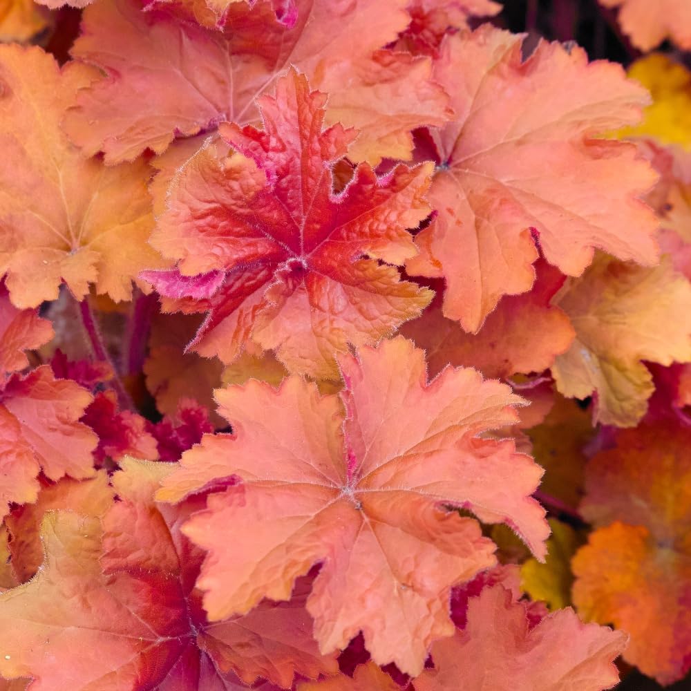 Heuchera 'Caramel' – Elegant Coral and Gold-Coloured Foliage with Rich, Warm Hues for Stunning Garden Borders, Containers, and Shaded Areas – 2X 9cm Pot by Thompson and Morgan