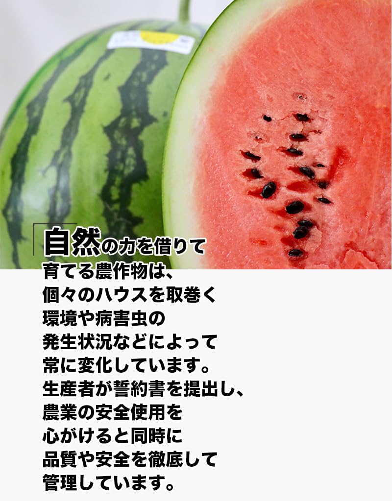 海外受注発注品 アオイハナ様専用 スイカ ハンドメイド