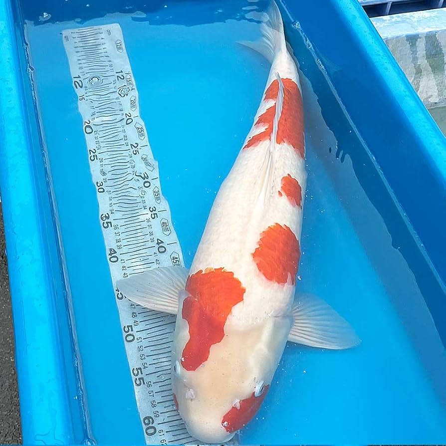 \"未使用\"　小樽北一硝子製『錦鯉』紅白 未使用