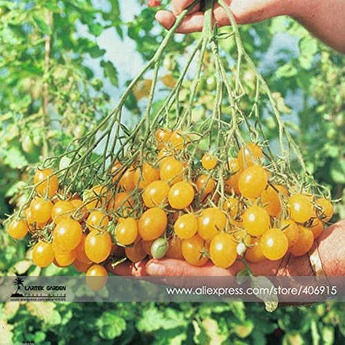Amazon TopOne Sales Trusses Ildi Yellow Cherry Tomato Seeds 