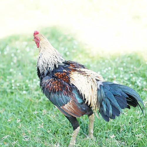 Miniatura 8 de A.D.P. R2 Suministros de pollo para espolón y protección de piernas, 2 pares, color rojo y azul, 2 pares, protección de gallo, guante de pollo,