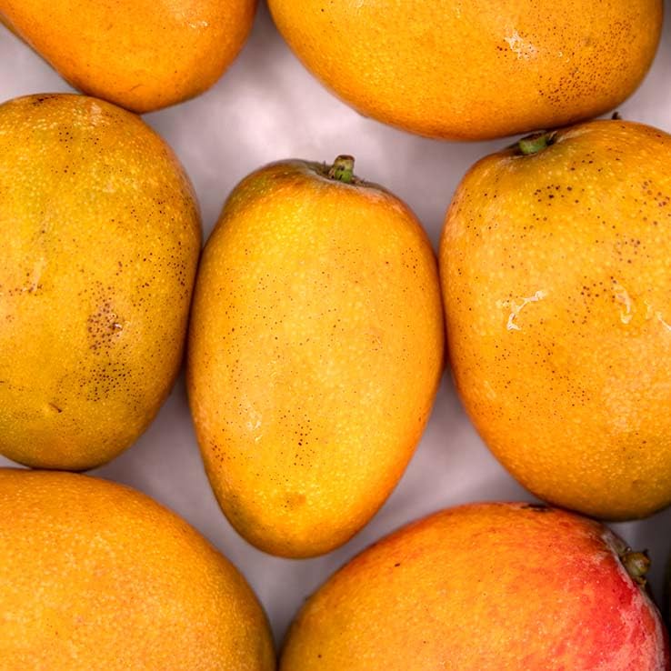 Mini Mango Irwin 1 kg, La Parcela, Origen España, Andalucía (Costa Tropical), Comprar Mango Fresco, De La Huerta A Tu Casa, Producto de Cooperativa Granada La Palma