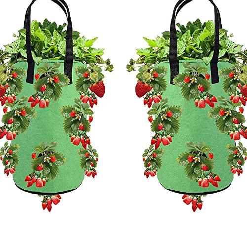 Erdbeer-Pflanzsack 30x35 Cm – 7 Gallonen Mit 6 L? Produktbild-Vorschau 6
