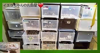 Amazon | 餌用 コオロギ 100匹 ヨーロッパ コオロギ ヨーロッパ