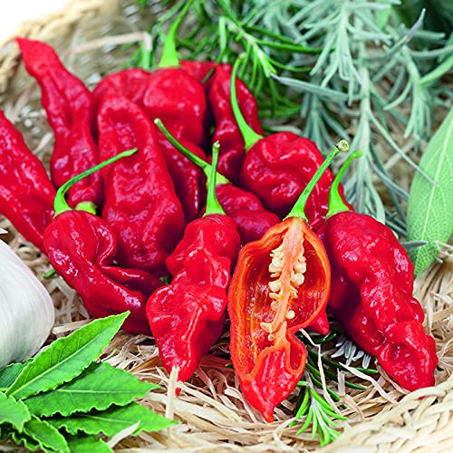 Golden Hills Farm hybrid Rare Hybrid Bhut Jolokia Chili Pepper (Ghost Chilli) 40+ seeds (B093DTHGC1) Amazon Price History, Amazon Price Tracker