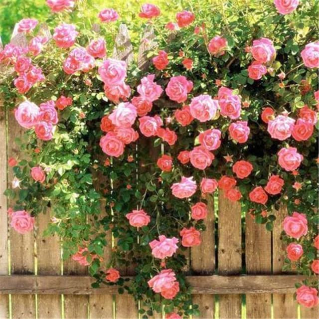M-Tech Gardens New Rare Hybrid Rose " Pink Climber " Exotic 20 Seeds for Growing (B0CP6Y5LG4) Amazon Price History, Amazon Price Tracker