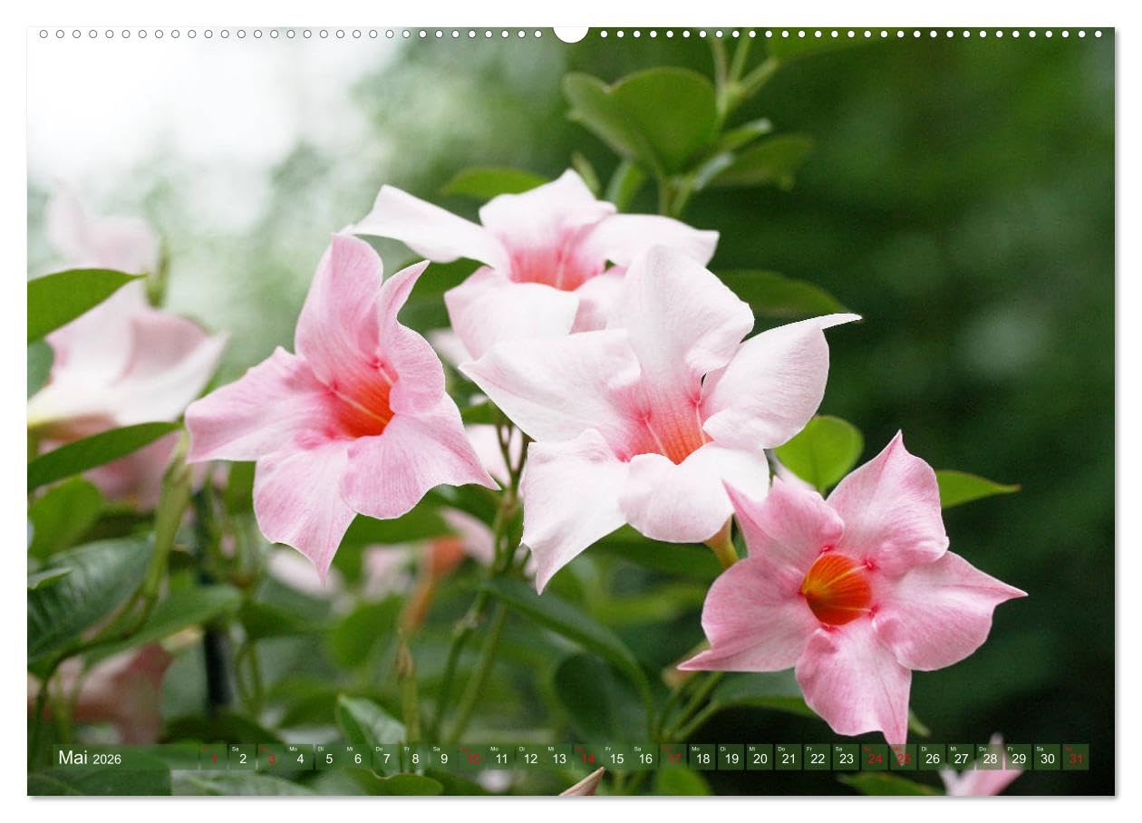 Beschwingte Blumenwelt (Wandkalender 2026 DIN A2 quer), CALVENDO Monatskalender: Ein Blütentanz quer durch den Sommer (CALVENDO Natur)