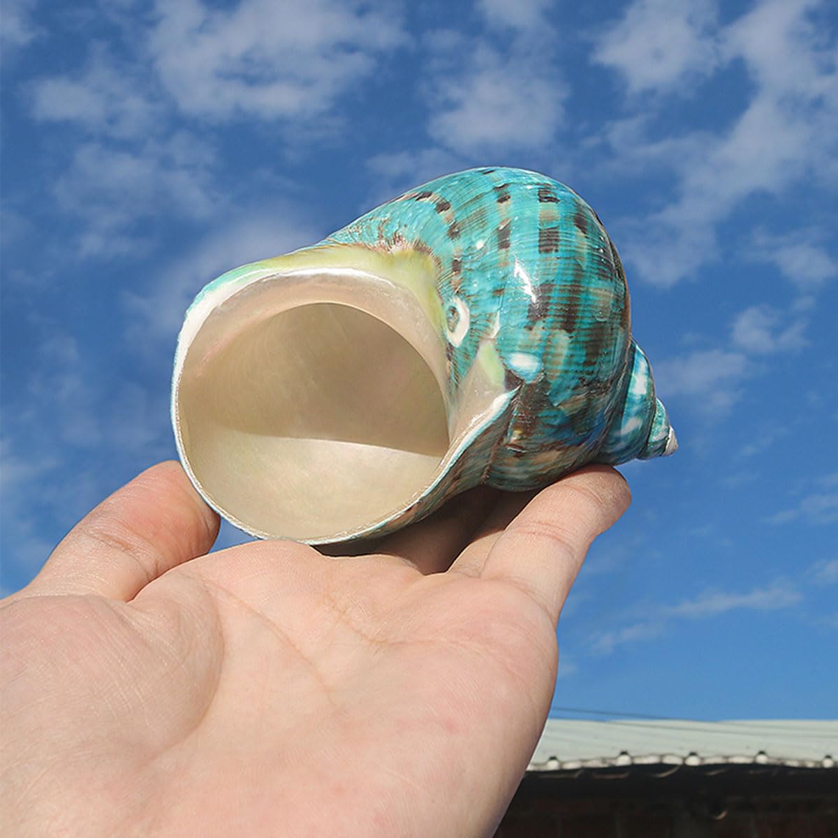 Muszla, Różne rozmiary na dekoracje ślubne Impreza tematyczna plaży(6~7cm)