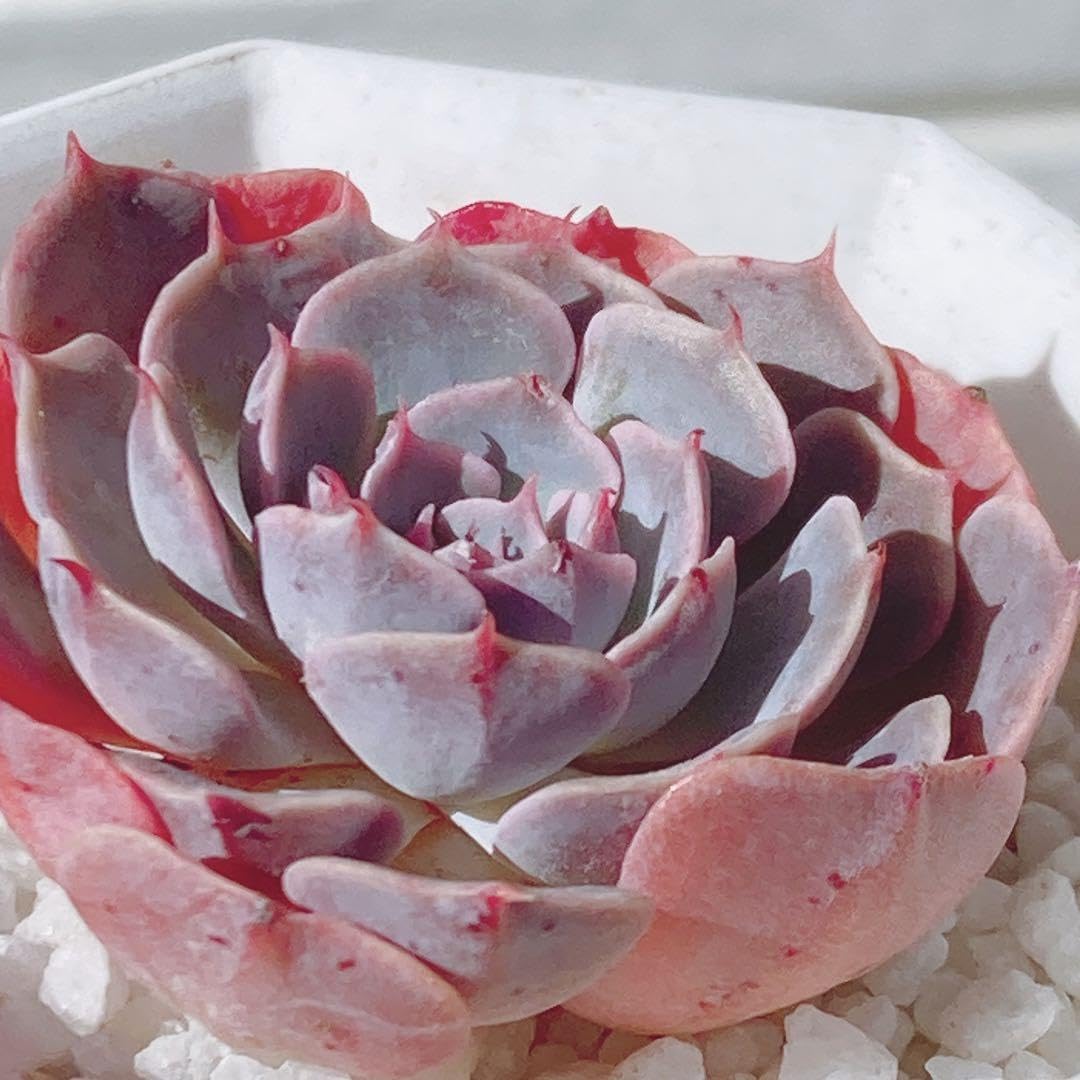 韓国苗♪ノーブル♪カット苗♪ 園芸ネット本店｜エケベリア韓国苗