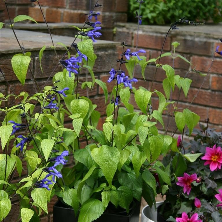 Salvia guaranitica ‘Black & Blue’ – Hardy Salvia with Deep Blue Flowers for Pollinators by Park Farm Plants (3 x 9cm pots)