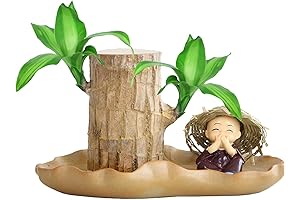 Brazilian lucky wood-GoodLuck Plants For Indoor