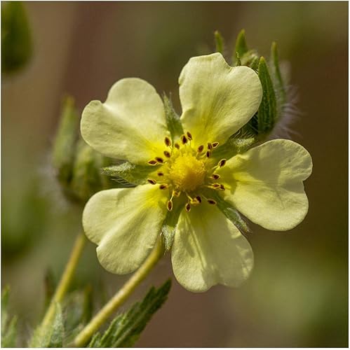 Miniatura 3 de Everwilde Farms - 2000 semillas de flores silvestres nativas de Prairie Cinquefoil - Paquete de semillas jumbo Gold Vault