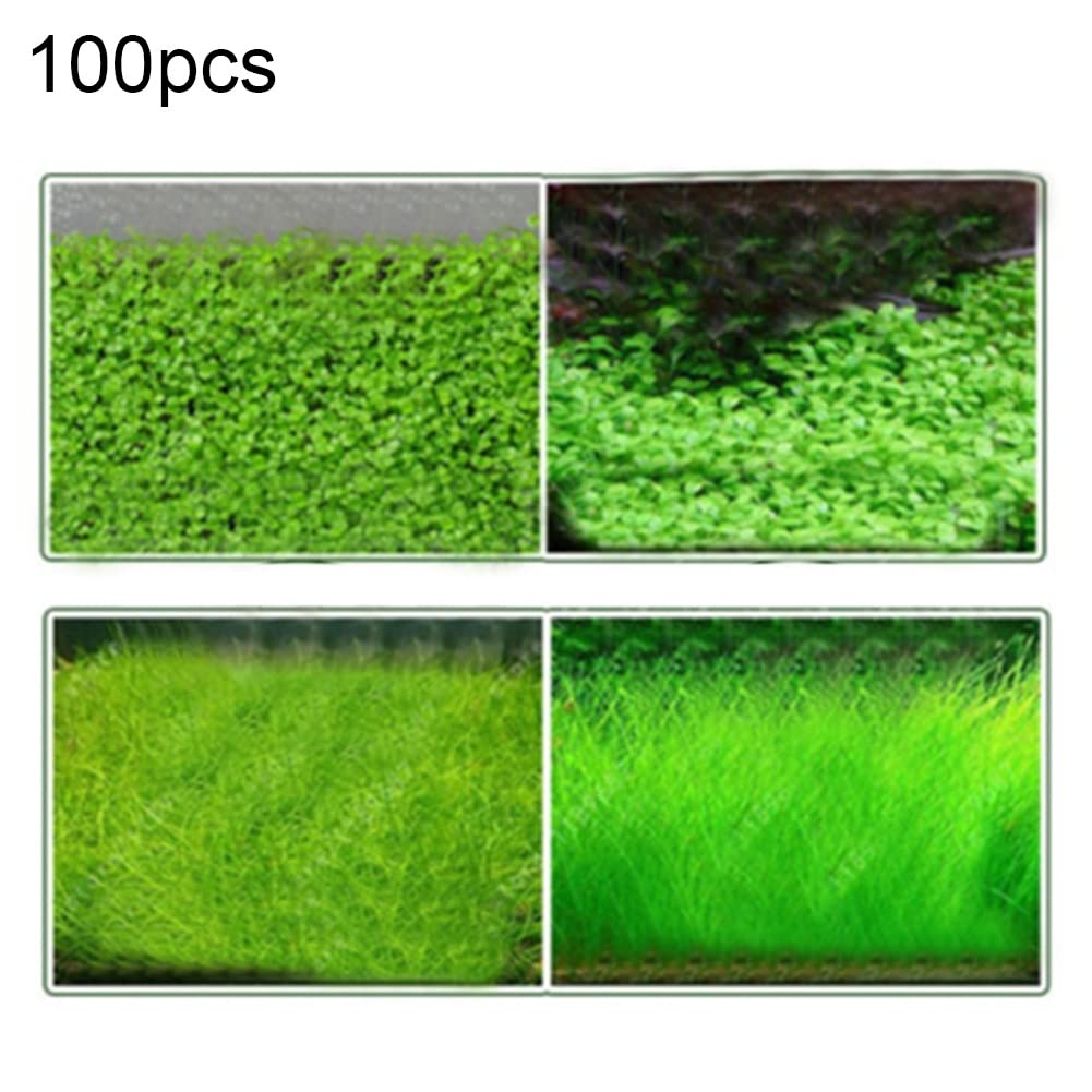 Saterkali Graines d'herbe d'eau d'aquarium, 100pcs graines d'herbe d'eau d'aquarium décor de paysage de plante hydrophile de réservoir de poissons Grosses graines poilues