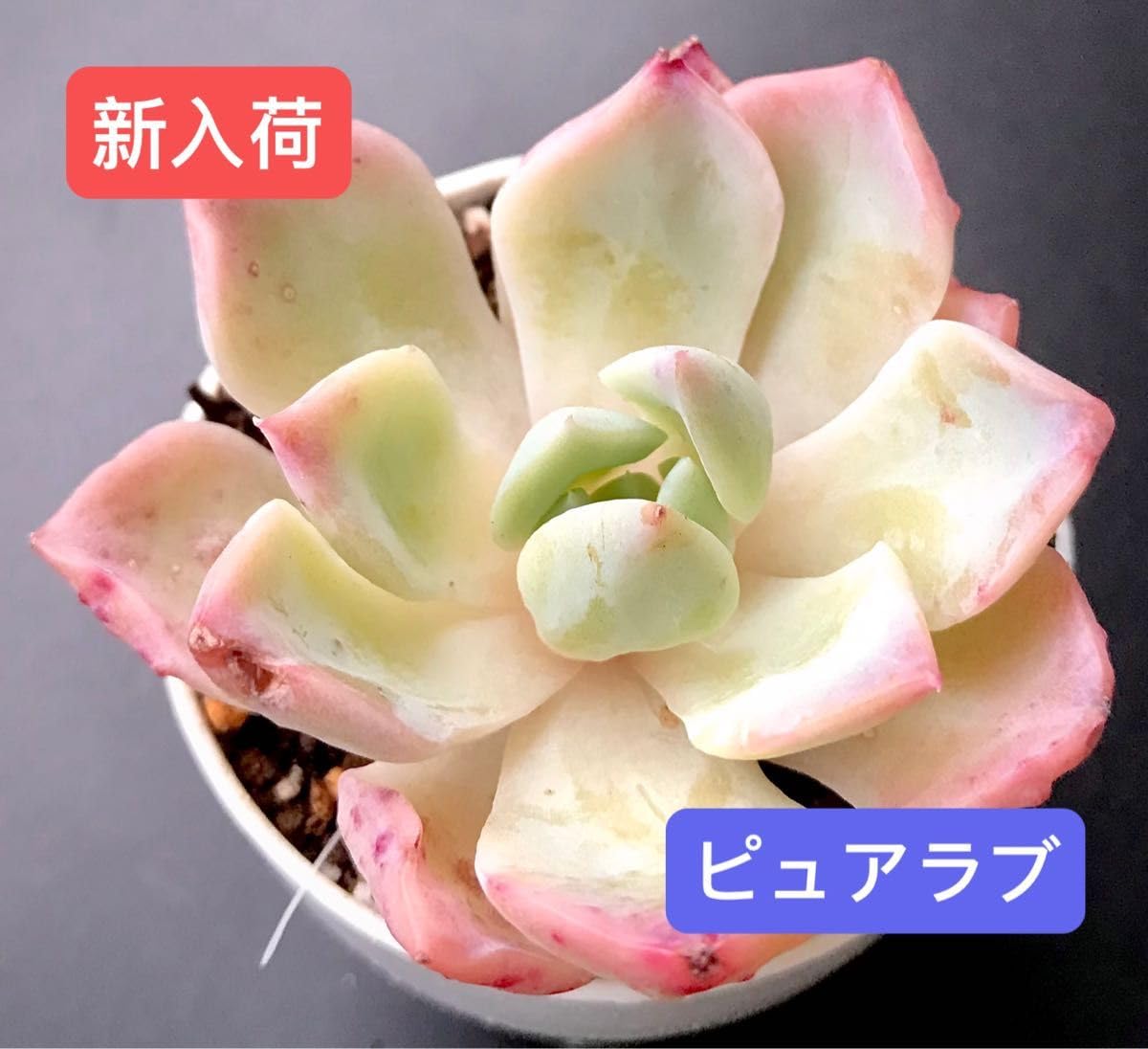 Amazon.co.jp: 韓国苗ピュアラブレア種可愛い紅葉大苗超美苗多肉植物