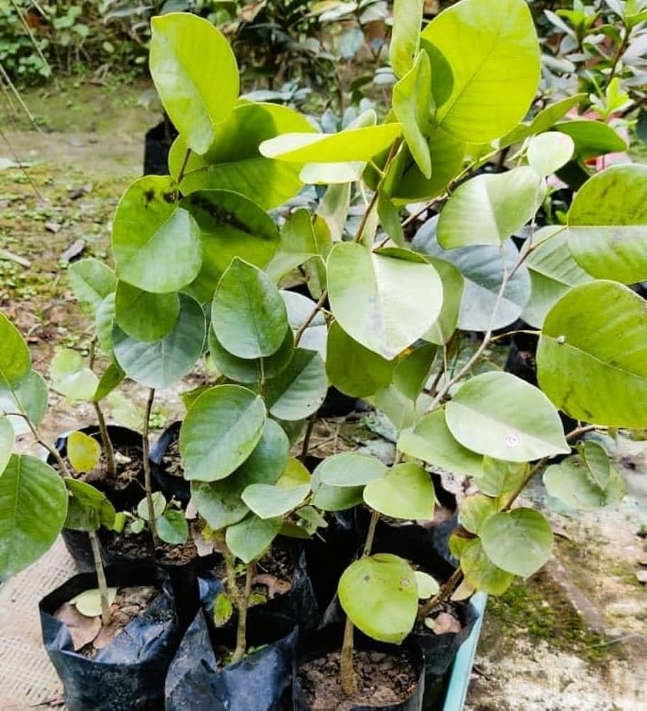 Red sandalwood live plant 1 live plant || 1 original plant (B0DBZVTP82) Amazon Price History, Amazon Price Tracker