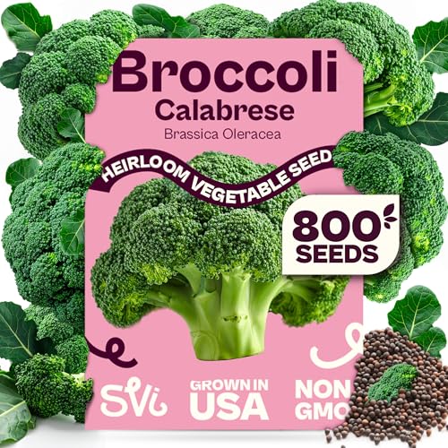 SVI 800 Calabrese Broccoli Seeds for Sprouting (Brassica oleracea VAR. capitata) - Green Broccoli Sprouts Seed Packets - Non-GMO Heirloom Vegetable Seeds for Planting Outdoors & Indoors Garden