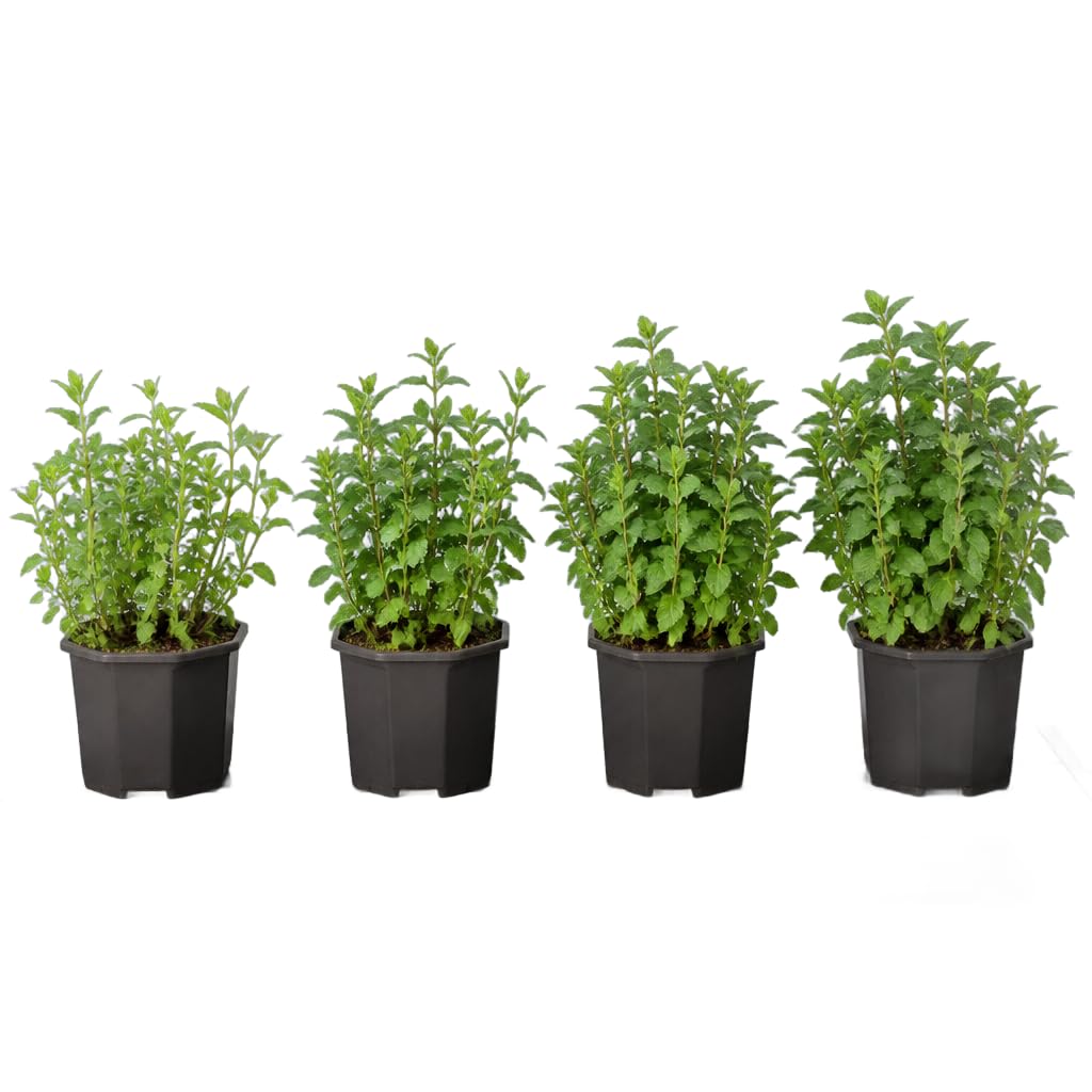 DECOALIVE Set de 4 Flores: Mentha Spicata, Menta de Jardín, 25-30 cm de Altura, para Huerto Urbano