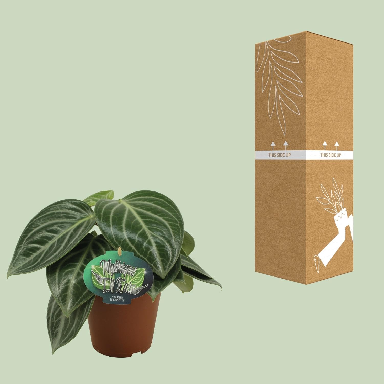 Peperomia Sarcophylla - 25cm - Ø15cm - Plante d'intérieur - Vert persistant - Cactus et plantes succulentes