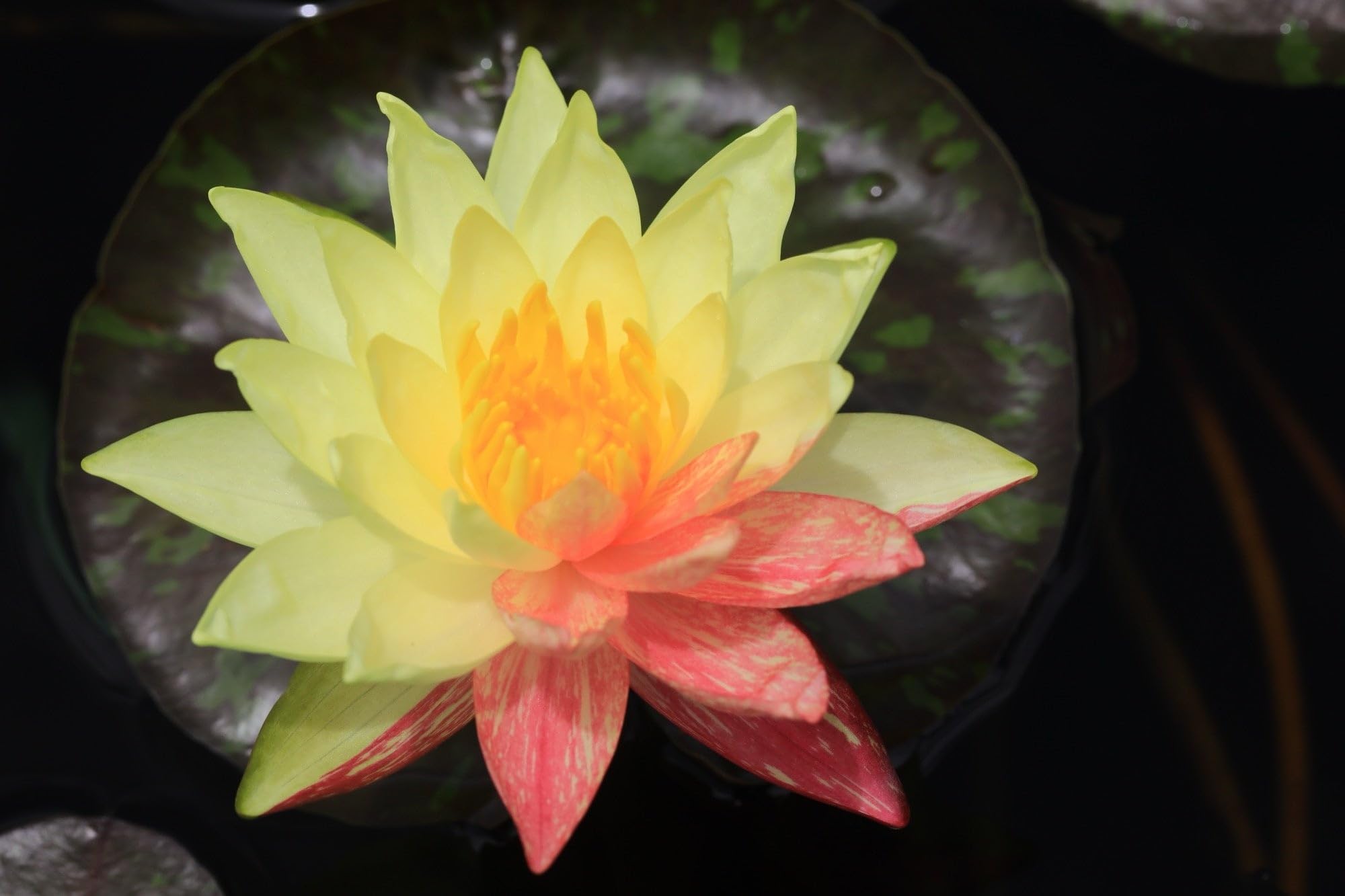 Lincolnshire Pond Plants Ltd - Wanvisa Water Lily - Pond Plants - LW27-Large Kit