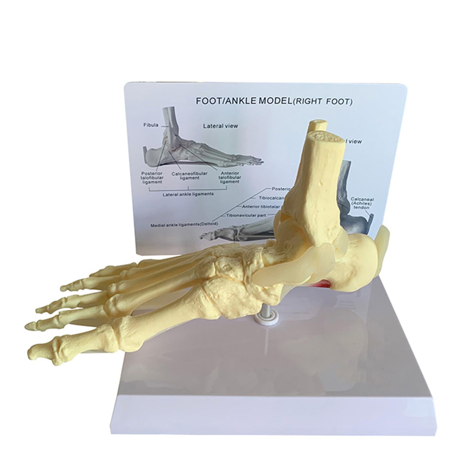 Yrqmgsf A Foot Nkle Skeleton Model - Educational Bendable Right Foot Skeleton Bone Model - Life Size For Teaching Demonstration Research Display,
