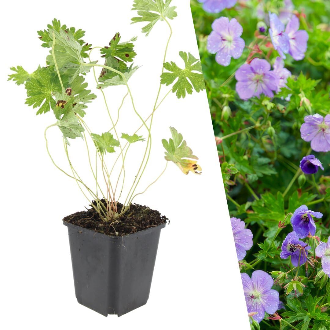Plants by Frank Geranium Rozanne, 12x Storchschnabel Pflanzen, Ø 9 cm