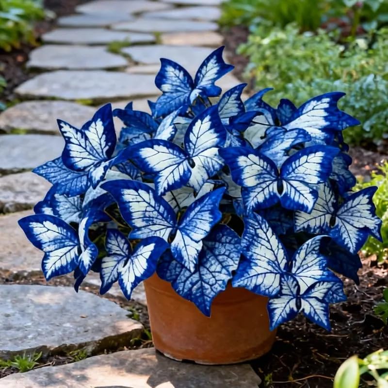 145+ Butterfly Geranium Seeds for Planting Long-Blooming Floral Variety Vibrant Pollinator-Attracting Flowers for Pots and Flowerbeds