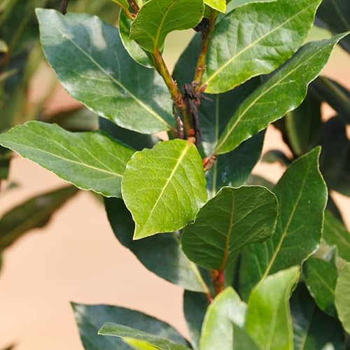 Miniatura 3 de Planta viva de laurel de laurel, planta de hoja de laurel, arbusto de Laurus Nobilis para plantar, dulce hoja de laurel para interiores y