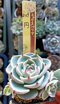 61zXMGOdKcL._AC_UF350, 61zXMGOdKcL._AC_UF350,