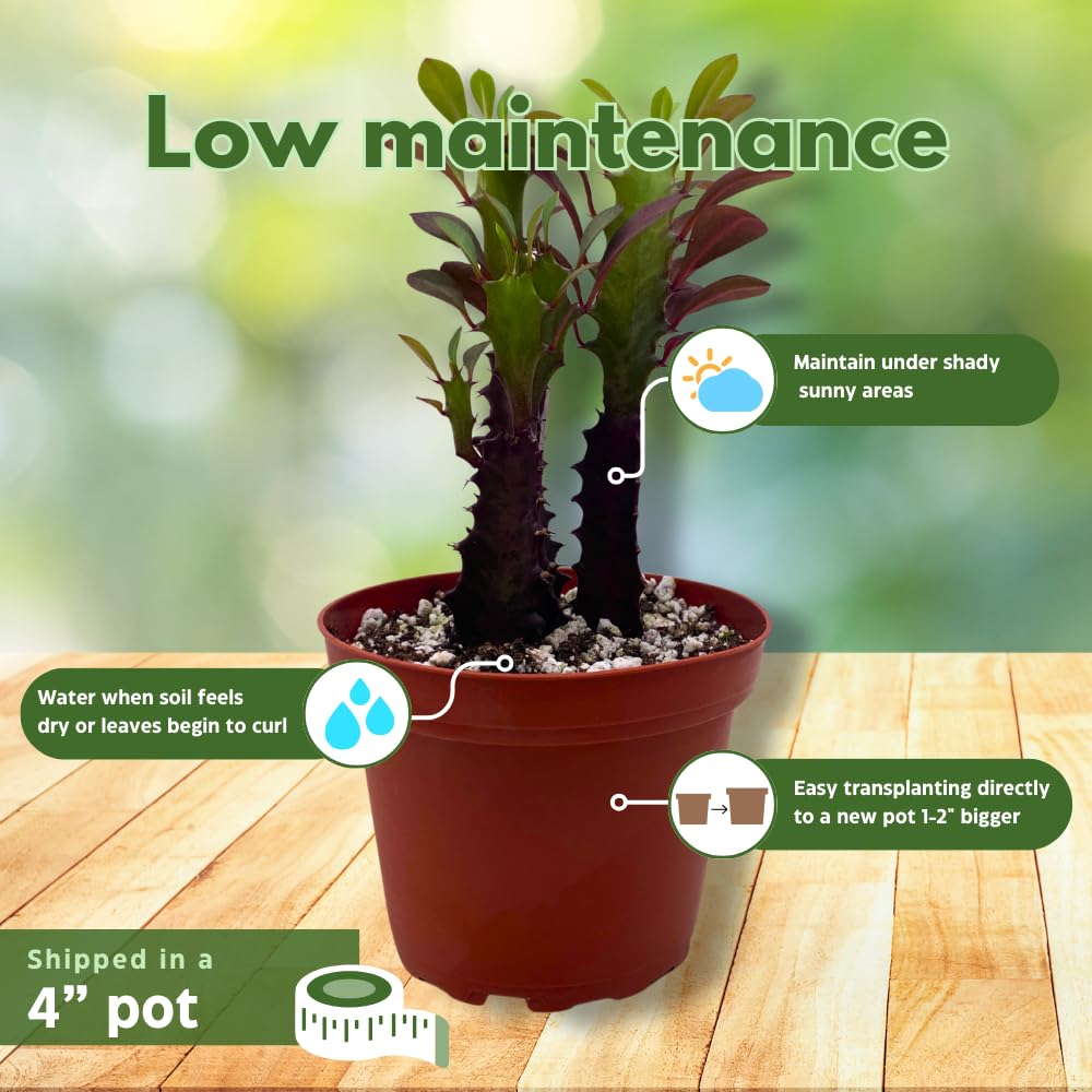 Milk‐tree♡ Amazon.com : BubbleBlooms Red African Milk Tree, Euphorbia trigona