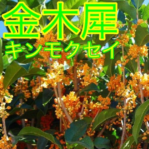 植木 キンモクセイ (金木犀) 15.0p 5本 樹高0.5m前後 15.0p 植木