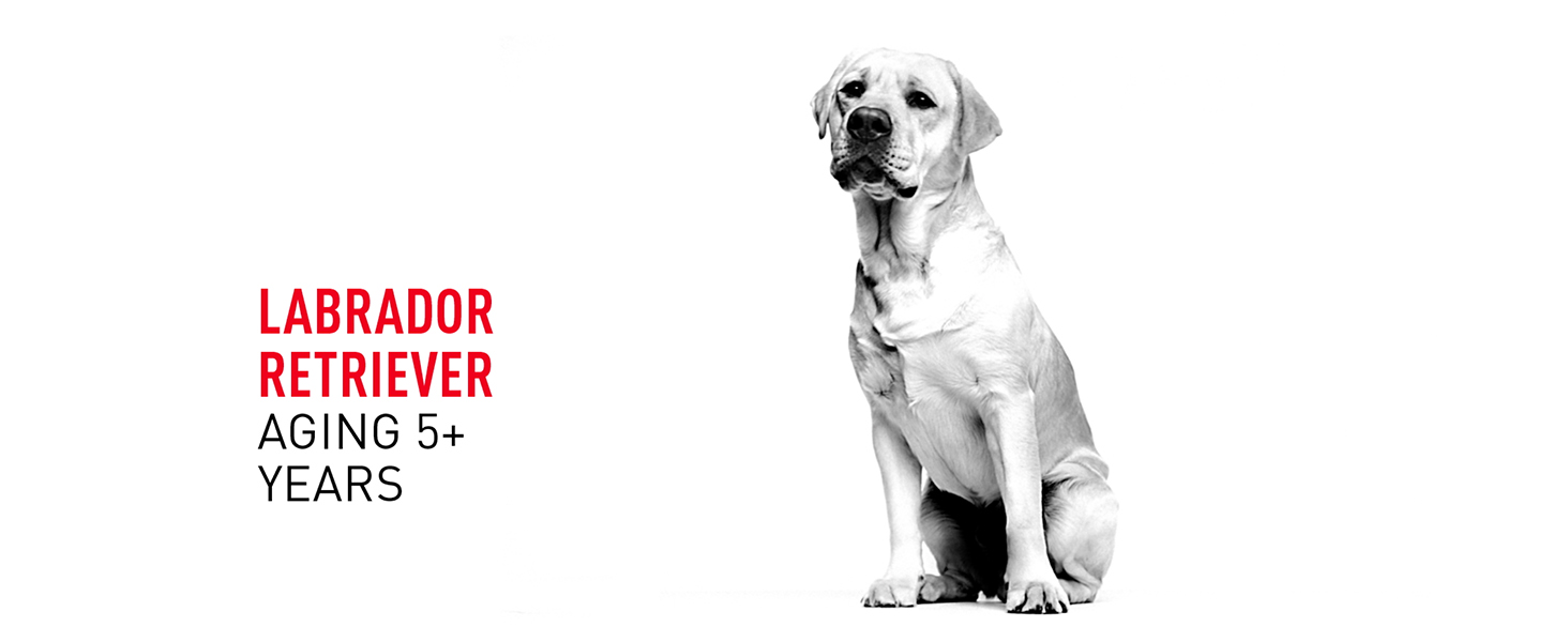 Amazon.com: Royal Canin Breed Health Nutrition Labrador Retriever