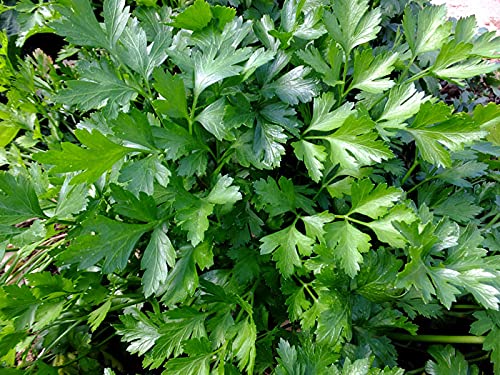 Golden Hills Farm Hybrid Coriander/Dhaniya/Kothamalli 500+ seeds (B0963JM2N1) Amazon Price History, Amazon Price Tracker
