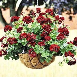 Bloom Green Co. 20 Pz Zeldzame geranio Bonsai Black Rose Pelargonium perenne Fiore Bonsai Hardy pianta dei Bonsai Pianta in Vaso