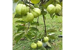 Guava Tree: Sweet Tropical Delight for Your Green Sanctuary