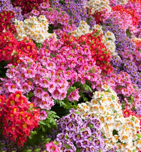Mixrug Petunia Seeds for Planting, 200pcs Double Black Petunia Flowers