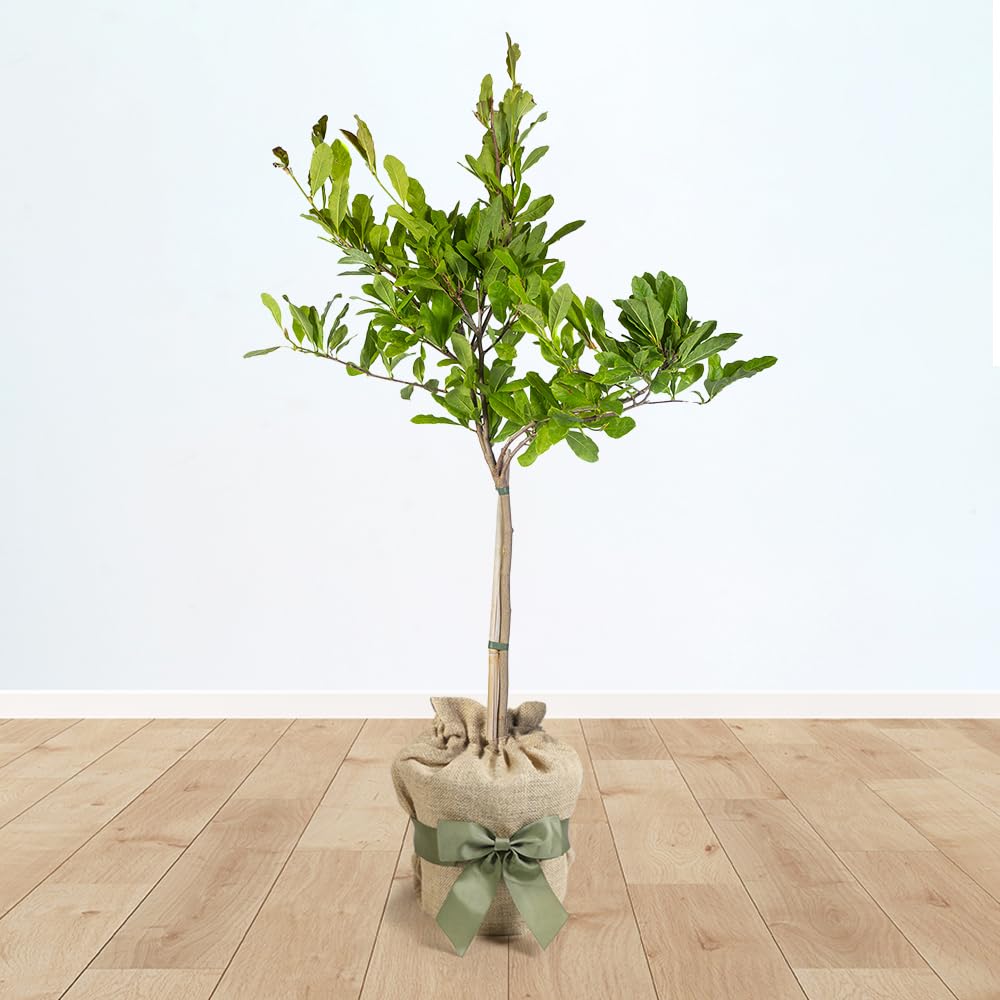Yougarden Mixed Magnolia Stellata 'Star Magnolia' Standard Tree, 70Cm Tall In 3L Pot, Gift Wrapped In Brown Hessian Bag With Green Bow, Ready To Plant Or Gift