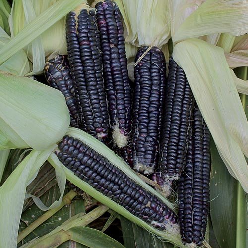See full amazon price history chart for M-Tech Gardens Rare Black Corn Ornamental Tropical Fruit Cereals Seeds for Growing (5 Seeds Pack) M-Tech Gardens Rare Black Corn Ornamental Tropical Fruit Cereals Seeds for Growing (5 Seeds Pack) (B07RZY9XVH) Amazon Price History, Amazon Price Tracker