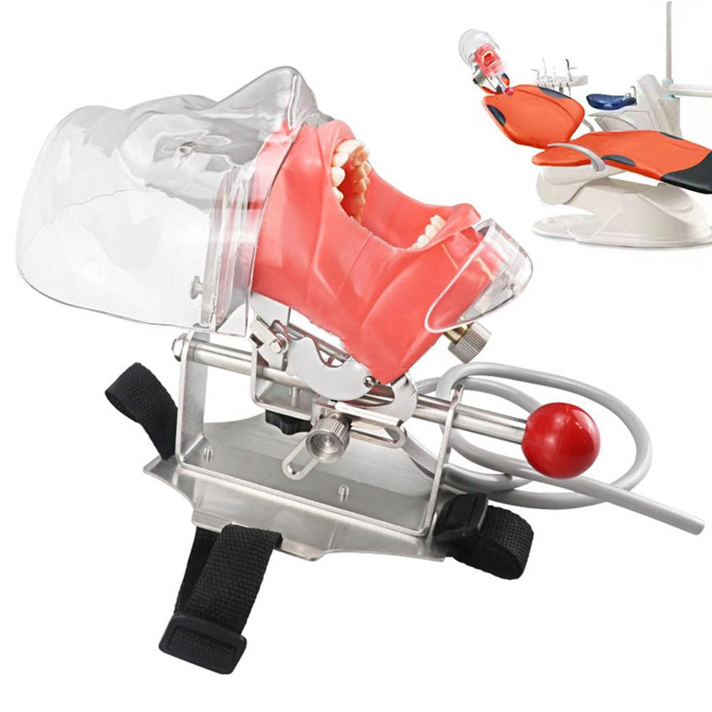 Manichino Simulatore Dentale Phantom Head Plastic Educational Dental Tooth Model con Montaggio da Banco, Testa di Manichino Simulatore Dentale per Scuole di Odontoiatria Istruzione Pratica