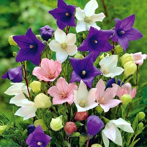 Seeds Balloon Flower Mix (Platycodon Chinese) Perennial Flowers Seeds Balloon Flower Mix (Platycodon Chinese) Perennial Flowers