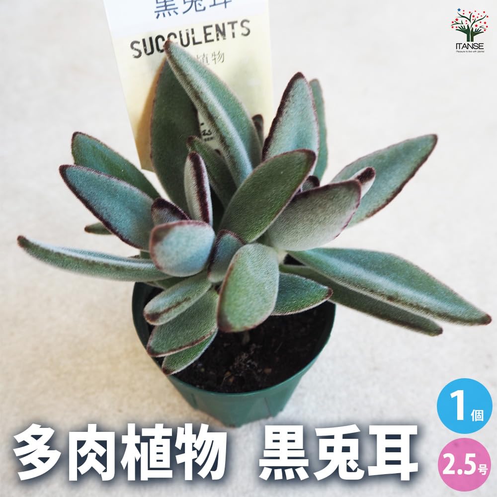 Amazon｜ITANSE 黒兎耳 2.5号 1個売り 多肉植物 K. tomentosa f